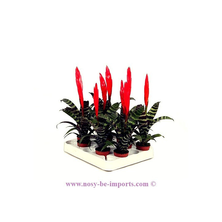 Vriesea era rouge