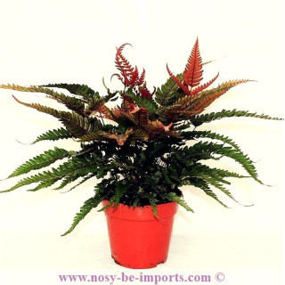 Pteris tricolor