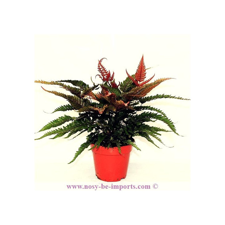 Pteris tricolor
