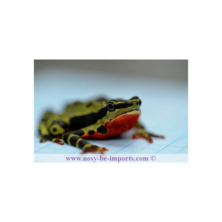 Atelopus de limon