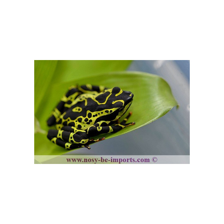 Atelopus de limon