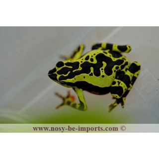 Atelopus de limon