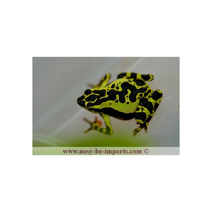 Atelopus de limon
