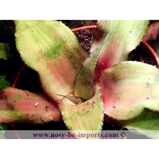Cryptanthus sp. tricolore