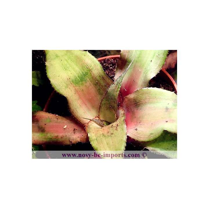 Cryptanthus sp. tricolore