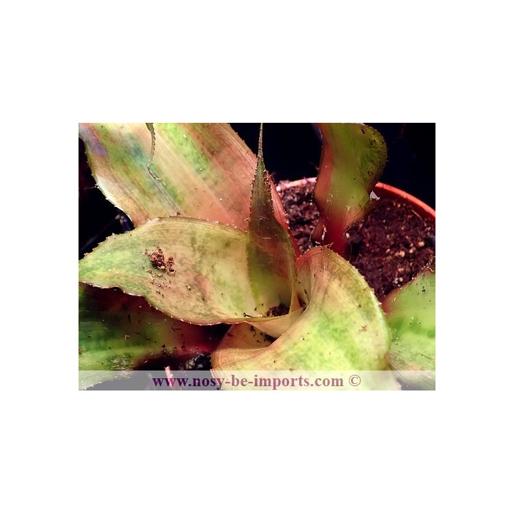 Cryptanthus sp. tricolore