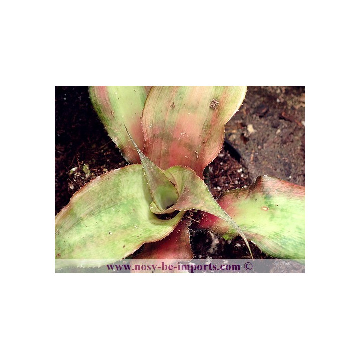 Cryptanthus sp. tricolore