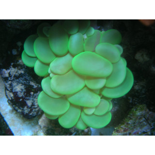 Plerogyra sinuosa vert