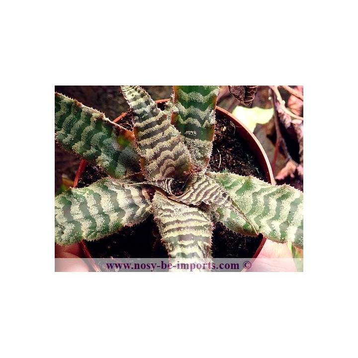 Cryptanthus zonatus