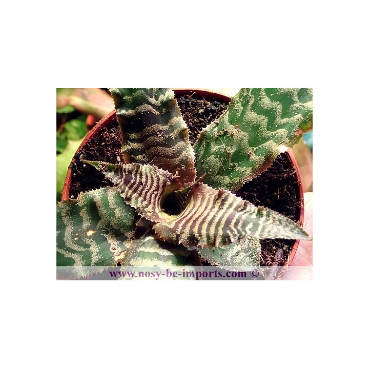 Cryptanthus zonatus