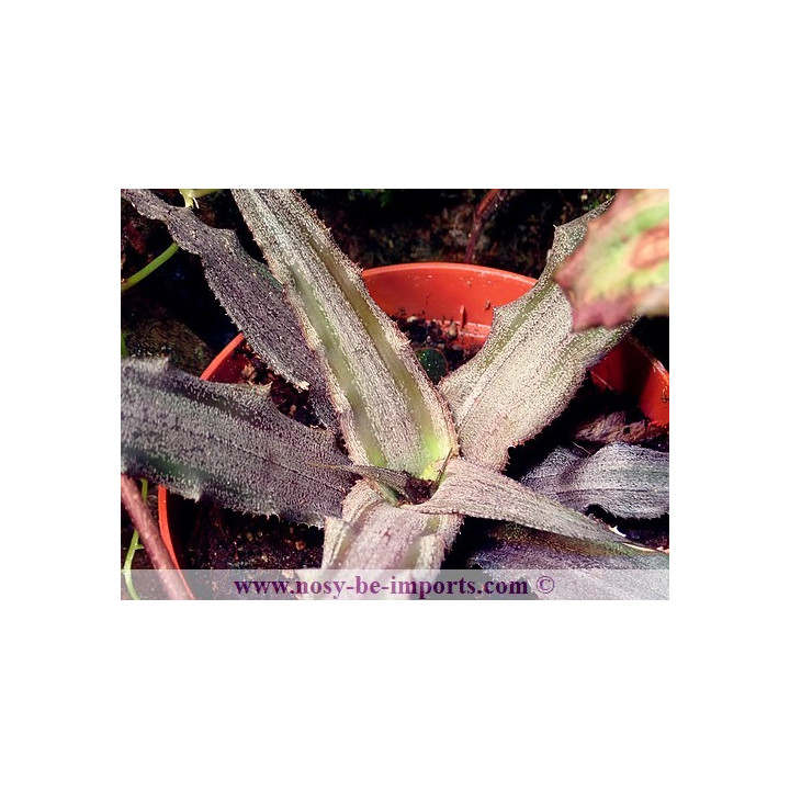 Cryptanthus sp. argent