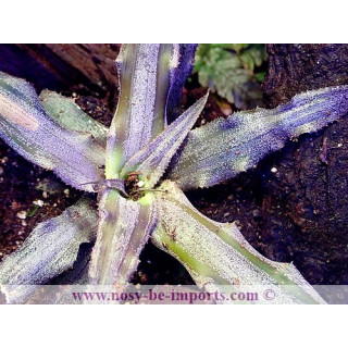 Cryptanthus sp. argent