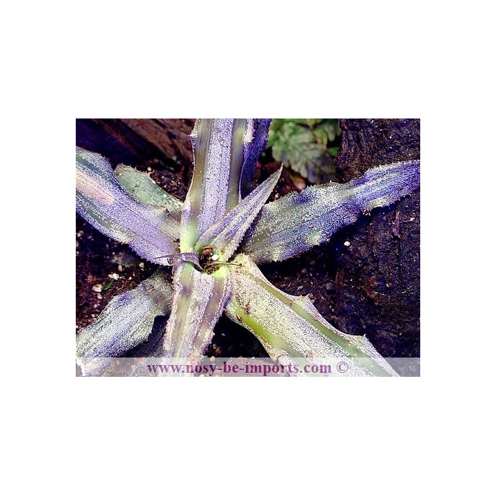 Cryptanthus sp. argent