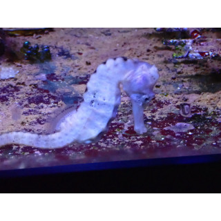 Hippocampus reidi nacre