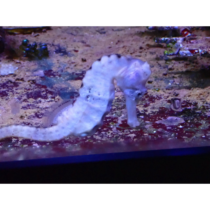Hippocampus reidi nacre
