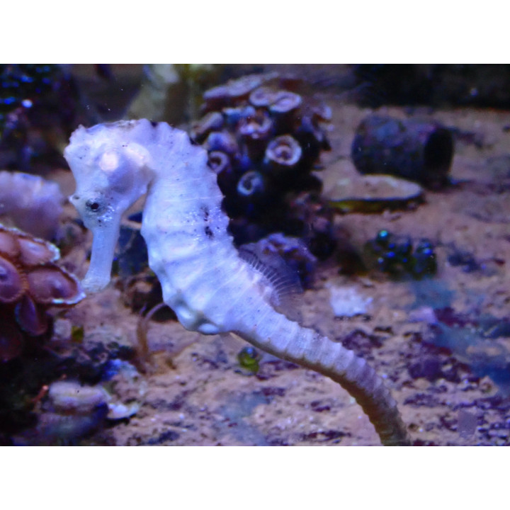 Hippocampus reidi nacre