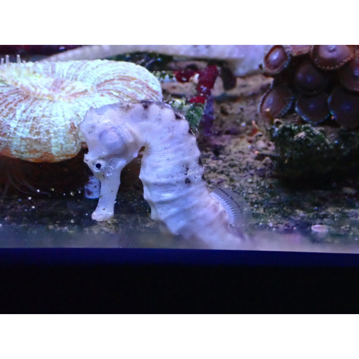 Hippocampus reidi nacre