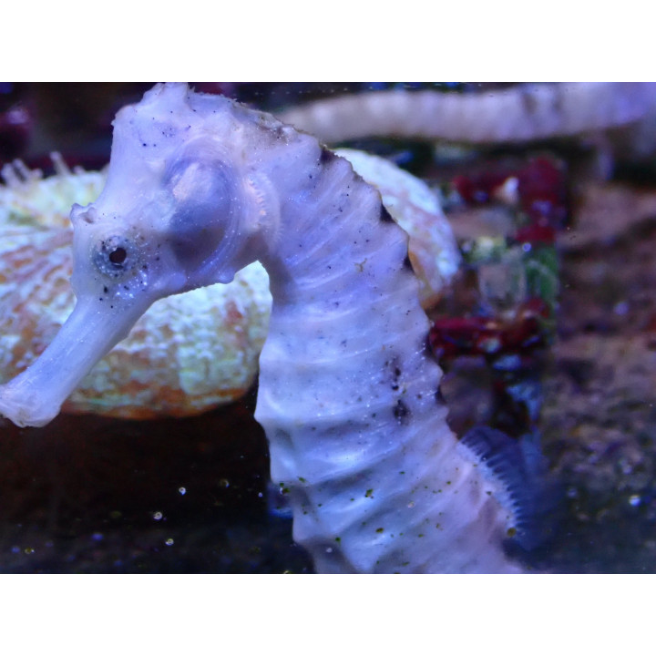 Hippocampus reidi nacre