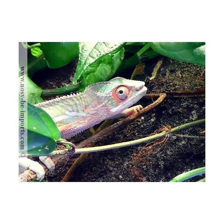 Furcifer pardalis Ankify mâle