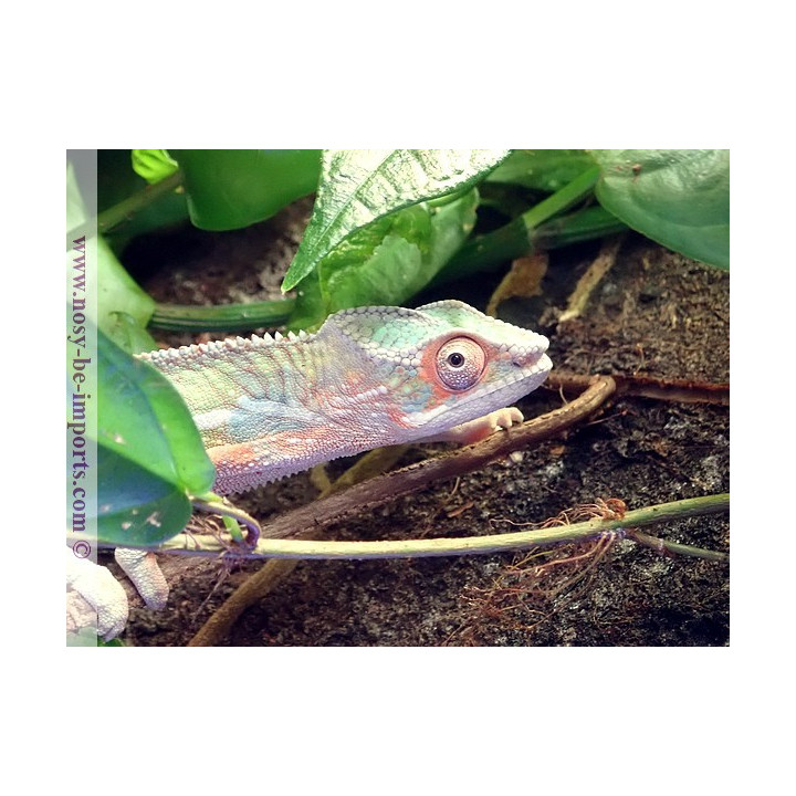 Furcifer pardalis Ankify mâle
