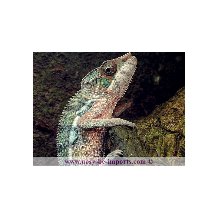 Furcifer pardalis Ankify mâle