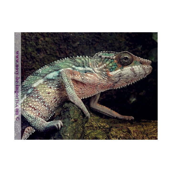 Furcifer pardalis Ankify mâle