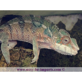 Furcifer pardalis Ankify mâle