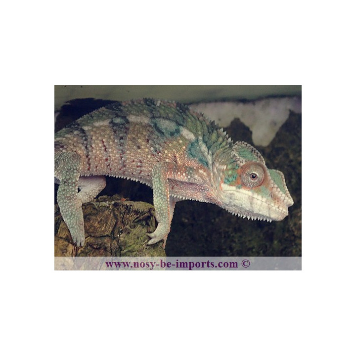 Furcifer pardalis Ankify mâle