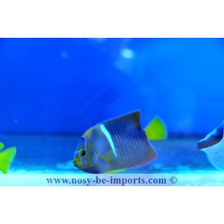 Holacanthus passer