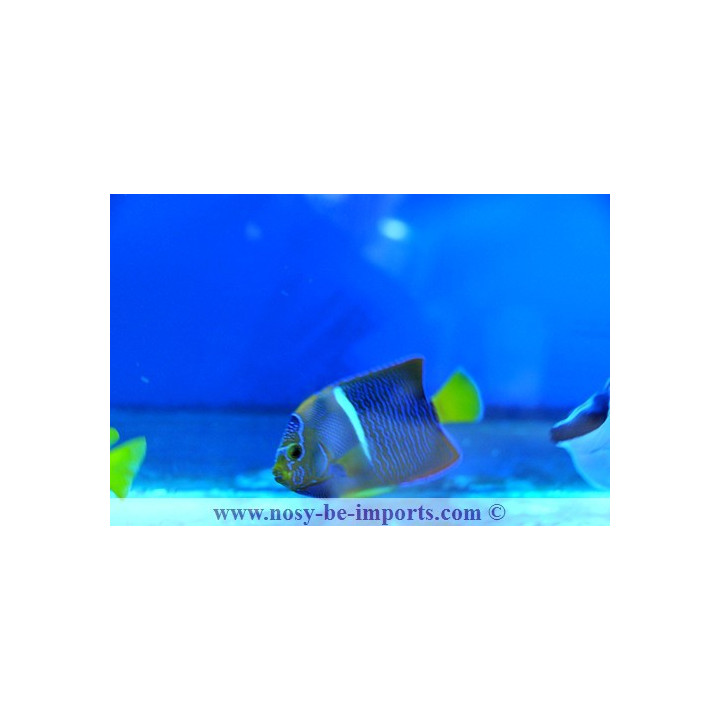 Holacanthus passer