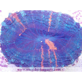 Acanthophyllia deshayesiana XXL WYSIWYG