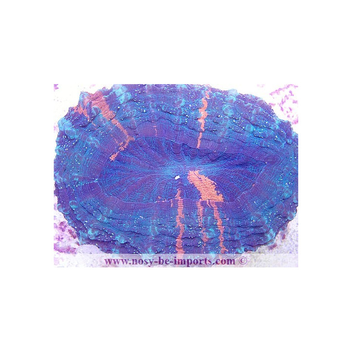 Acanthophyllia deshayesiana XXL WYSIWYG
