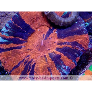 Scolymia Australensis XL WYSIWYG