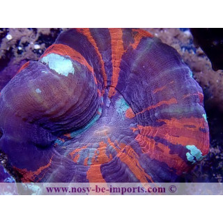Scolymia australensis L WYSIWYG