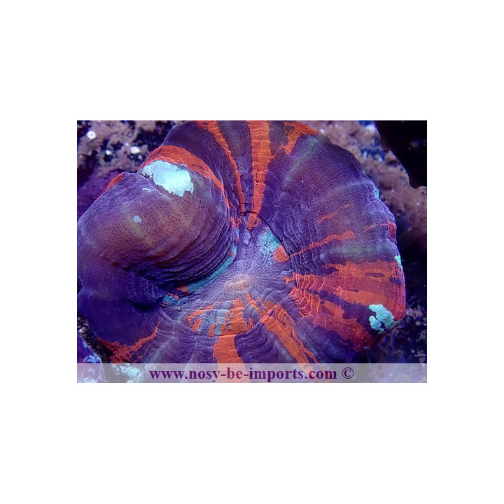 Scolymia australensis L WYSIWYG