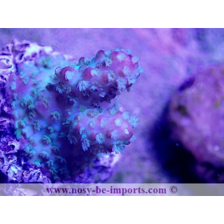 Acropora sp. USA S WYSIWYG
