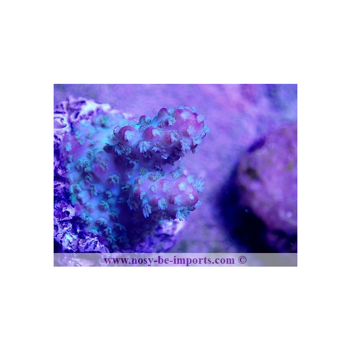 Acropora sp. USA S WYSIWYG
