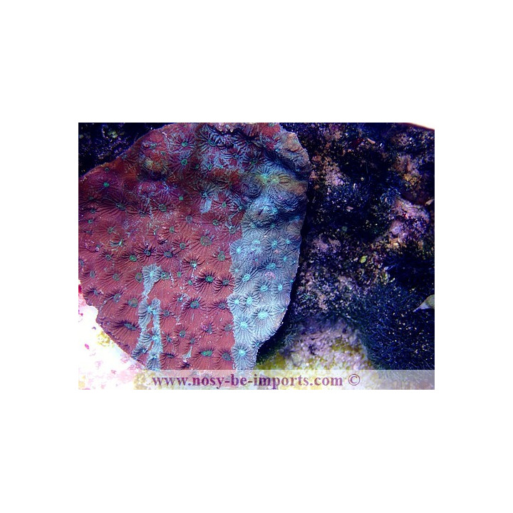 Favites sp. Tricolor M WYSIWYG