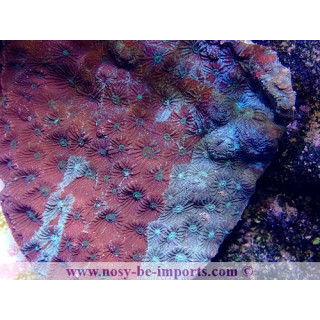 Favites sp. Tricolor M WYSIWYG