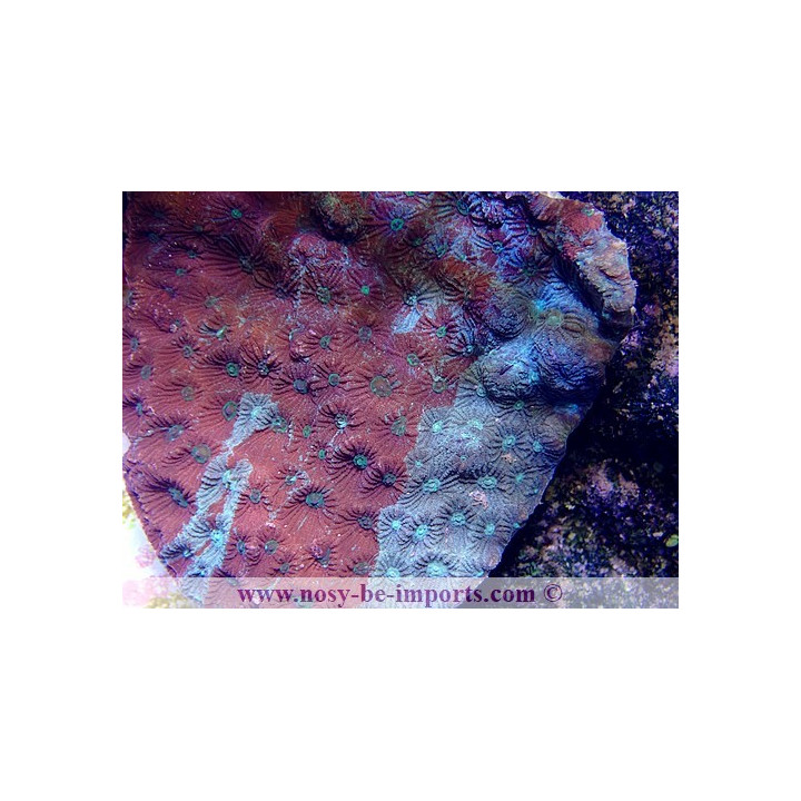 Favites sp. Tricolor M WYSIWYG