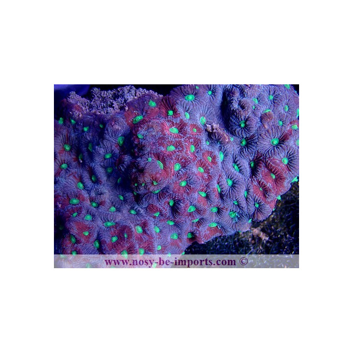 Favites sp. multicolore M/L WYSIWYG