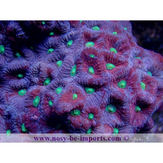Favites sp. multicolore M/L WYSIWYG