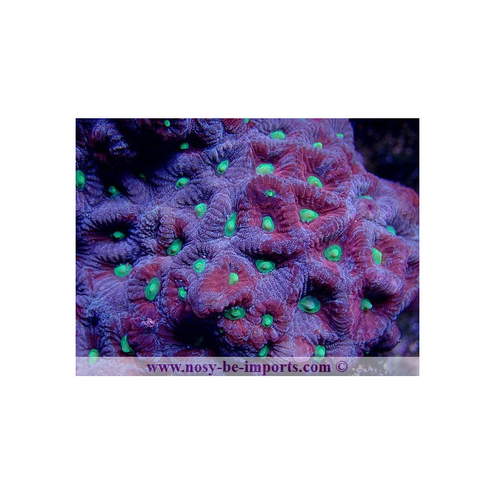 Favites sp. multicolore M/L WYSIWYG