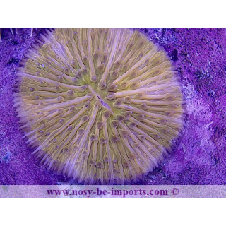 Cycloseris sp. orange fluo WYSIWYG