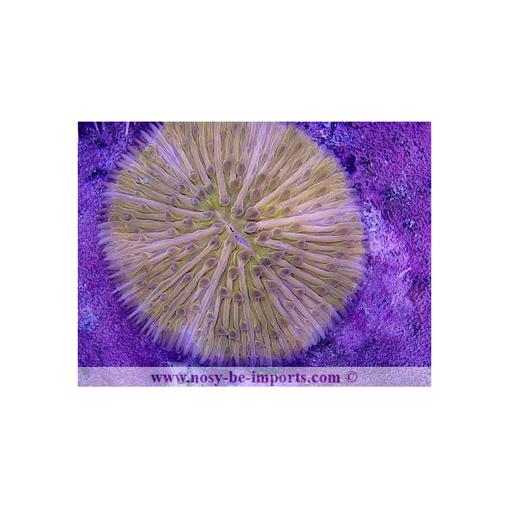 Cycloseris sp. orange fluo WYSIWYG