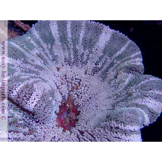 Stichodactyla sp. WYSIWYG