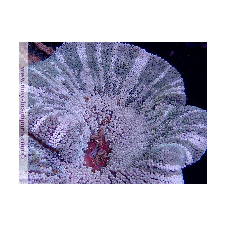 Stichodactyla sp. WYSIWYG