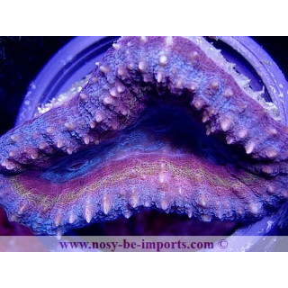 Lobophyllia sp. tricolor S/M WYSIWYG