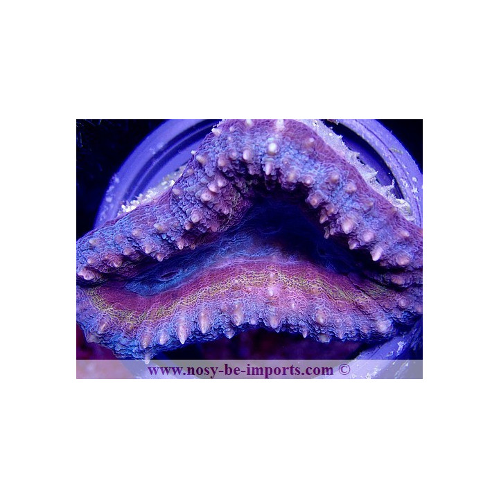 Lobophyllia sp. tricolor S/M WYSIWYG