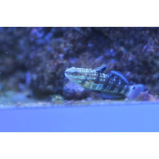 Amblygobius phalaena  ELEVAGE - poisson herbivore - poisson marin - aquarium sur mesure